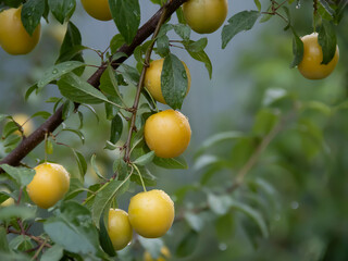 Ripe yellow mirabelle plums hang from a tree branch in the summer garden, ready to harvest on a rainy day. 