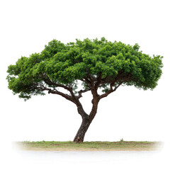 A lush, green tree with a broad canopy, showcasing vibrant foliage, ideal for nature-themed projects, gardening, and outdoor environments.