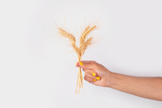 Woman’s hand with yellow nails holding golden wheat ears on a light background, symbolizing harvest and agriculture. - Powered by Adobe