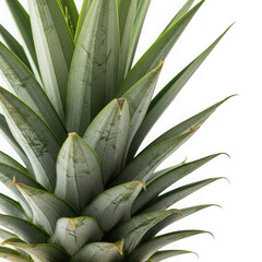 Obraz premium Detailed close up of a pineapple crown with vibrant green leaves, isolated on transparent background