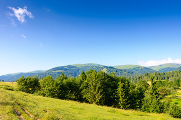 Obraz premium forest on the hill in mountain landscape on a summer morning. beautiful countryside scenery with green grassy pasture and distant ridge under blue sky on a sunny day