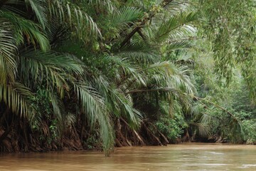 Mangrove trees overhanging a brown river