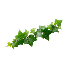 A vibrant green ivy vine, showcasing intricate leaf shapes and textures, ideal for nature-themed designs or home decor projects.