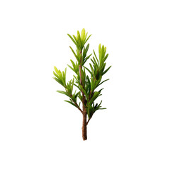 Naklejka premium A vibrant green sprig of rosemary exhibiting rich foliage and intricate leaf patterns, placed against a clean white background, ideal for culinary or botanical themes.