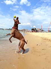 man playing with his dog on the beach