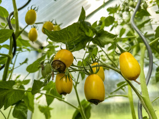Close-up of yellow tomatoes with Blossom End Rot in a Greenhouse.