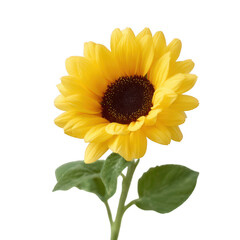 Obraz premium Bright and vibrant sunflower with a deep brown center surrounded by yellow petals, showcasing its natural beauty and freshness against a white isolated background.