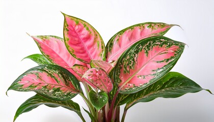 pink aglaonema plant with vibrant green and pink spotted leaves isolated on white background colorful tropical foliage design