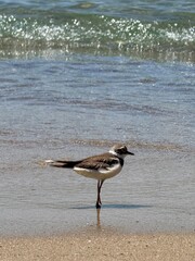seagull on the beach