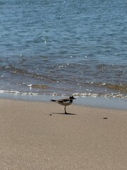 seagull on the beach