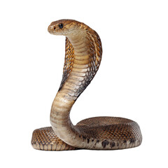 Fototapeta premium Brown cobra displays its striking features in natural habitat during daylight