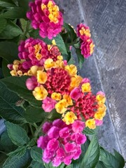 Obraz premium bouquet of flowers