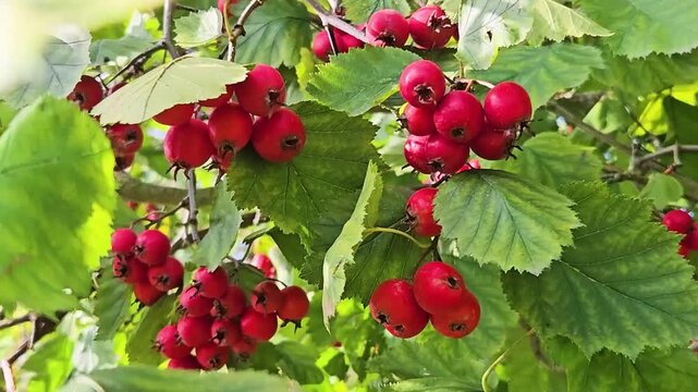 Hawthorn with red fruit, Crataegus monogyna, . Natural beautiful background.
