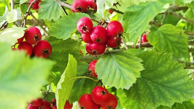 Hawthorn with red fruit, Crataegus monogyna, . Natural beautiful background.