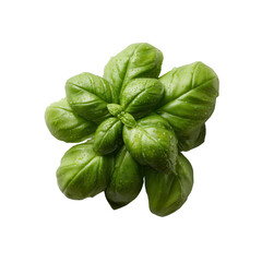 Fototapeta premium Fresh green basil with vibrant leaves, showcasing a lush and aromatic herb, perfect for culinary use and garnishing dishes, isolated on a white background.