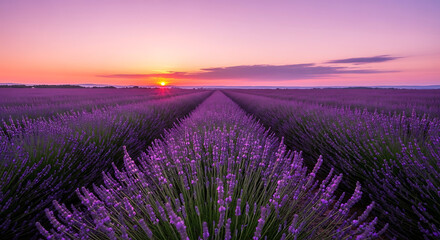Obraz premium A stunning sunset over a vast field of blooming purple lavender. The rows of flowers lead to the horizon under a vibrant, colorful sky.