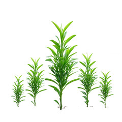 Obraz premium Green plants of varying heights arranged in a group, showcasing vibrant foliage against a white background, ideal for nature or botanical themed projects.