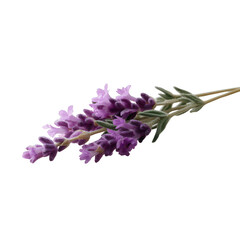 Obraz premium Lavender flower bouquet with delicate purple blooms, showcasing intricate details and vibrant colors, perfect for adding a natural touch to any composition.