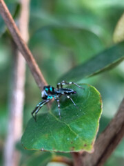 A small spider with a shiny black body with a greenish blue pattern was standing on a green leaf.