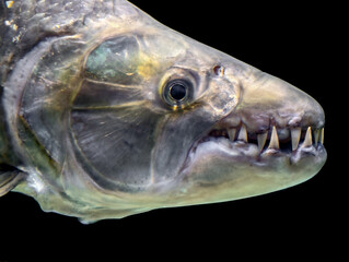 head of a predatory fish with large teeth deep underwater in the ocean