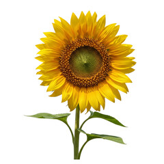 Obraz premium Bright yellow sunflower isolated on transparent background
