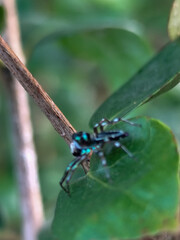 A small spider with a shiny black body with a greenish blue pattern was standing on a green leaf.