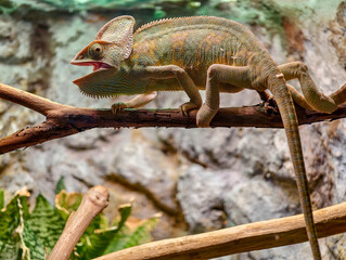 colorful chameleon on a branch in the dark at night