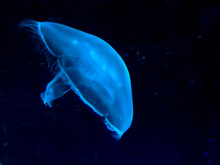 luminescent glowing jellyfish swims in black ocean water