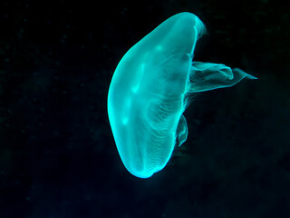 luminescent glowing jellyfish swims in black ocean water