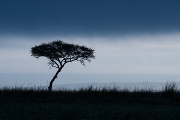 lonely tree in the evening of the African Savannah 