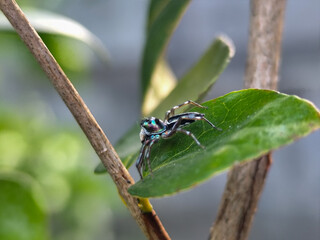 A small spider with a shiny black body with a greenish blue pattern was standing on a green leaf.