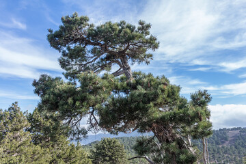 view from Mount Olymbos in Cyprus