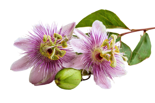 Vibrant passionflower blooms with dew droplets captured in detail during early morning light
