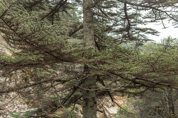 view of the cedar valley in Cyprus