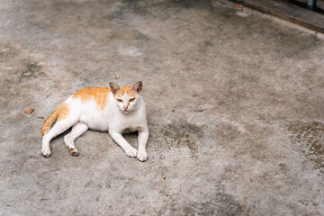 Stray Cat Relaxing on Bangkok Street