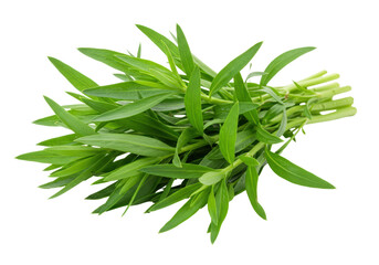 Isolated Fresh Tarragon Herb Bundle
