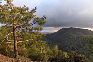 view of the cedar valley in Cyprus