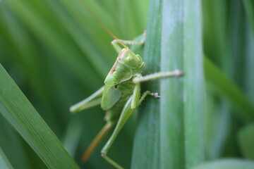 pasikonik śpiewający Tettigonia cantans