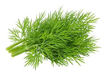 Isolated Fresh Dill Herb Close-up