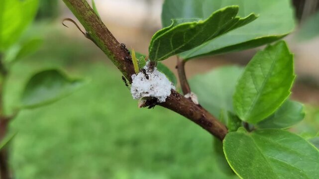 Mealy bugs secrete a plant sap extract that ants feed on. In return, the ants transport the mealy bugs to new plants, creating a perfect win-win game
