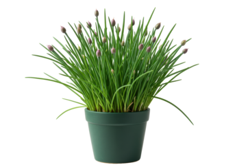 Isolated Chives in a Green Pot, Close-up