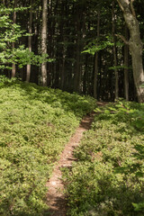 Obraz premium path through a blueberry meadow in the Carpathians
