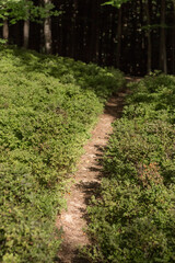 path through a blueberry meadow in the Carpathians