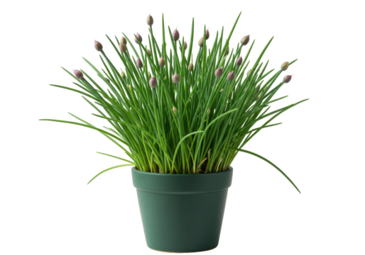 Isolated Chives in a Green Pot, Close-up