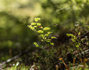 small blueberry bush