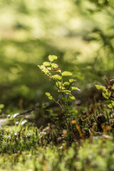 small blueberry bush