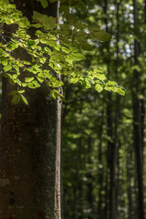 Fototapeta premium beech branches on a tree