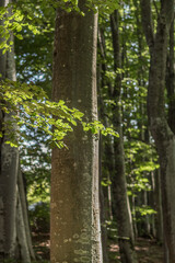 beech branches on a tree