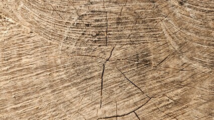 Fototapeta premium Bark texture.of Indian Laurel (Ficus nitida), also known as Street Benjamini, is a tree planted in parks and along roadsides to provide shade In landscape arrangements