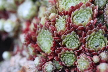 Sempervivum Rojnik Adelaar pajęczynowaty